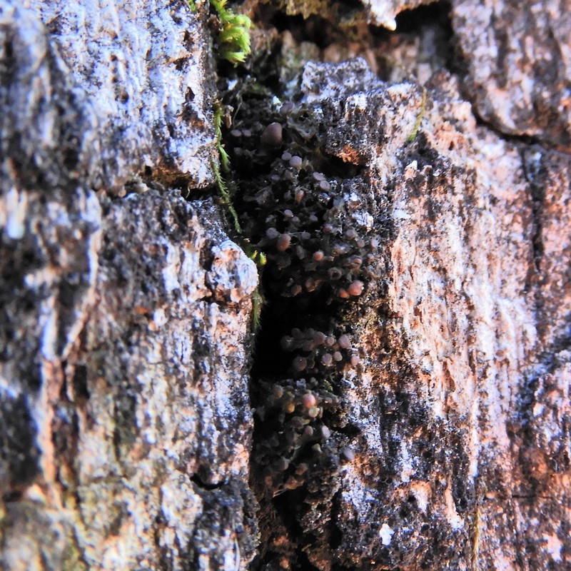 Skin Lichen photo 8