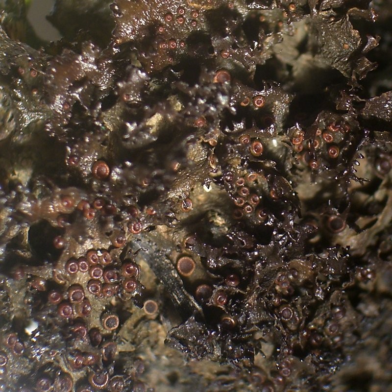 Skin Lichen