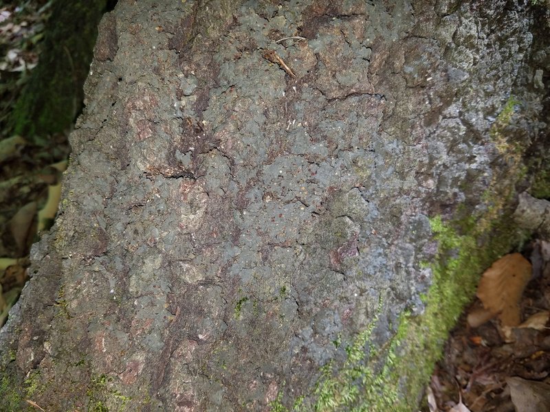 Skin Lichen