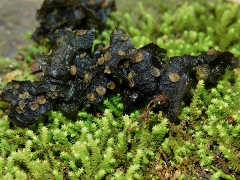Skin Lichen