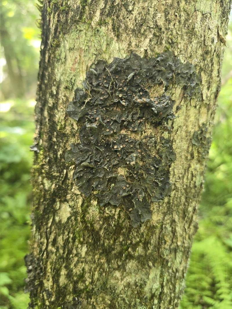 Skin Lichen photo 2
