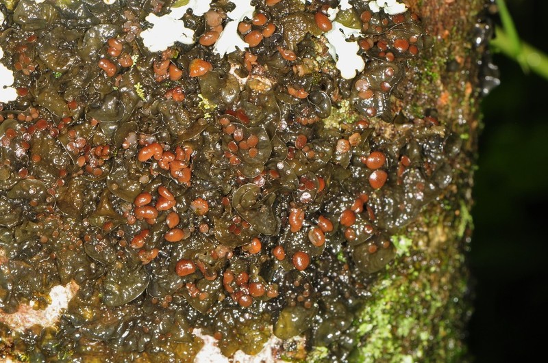 Skin Lichen photo 3