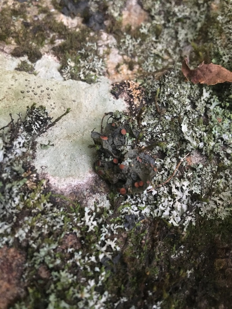 Skin Lichen photo 4