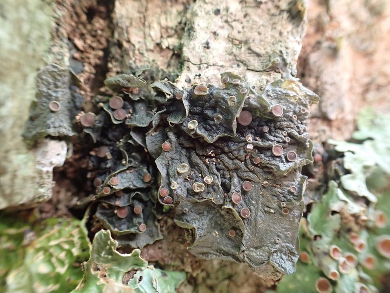 Skin Lichen photo 5