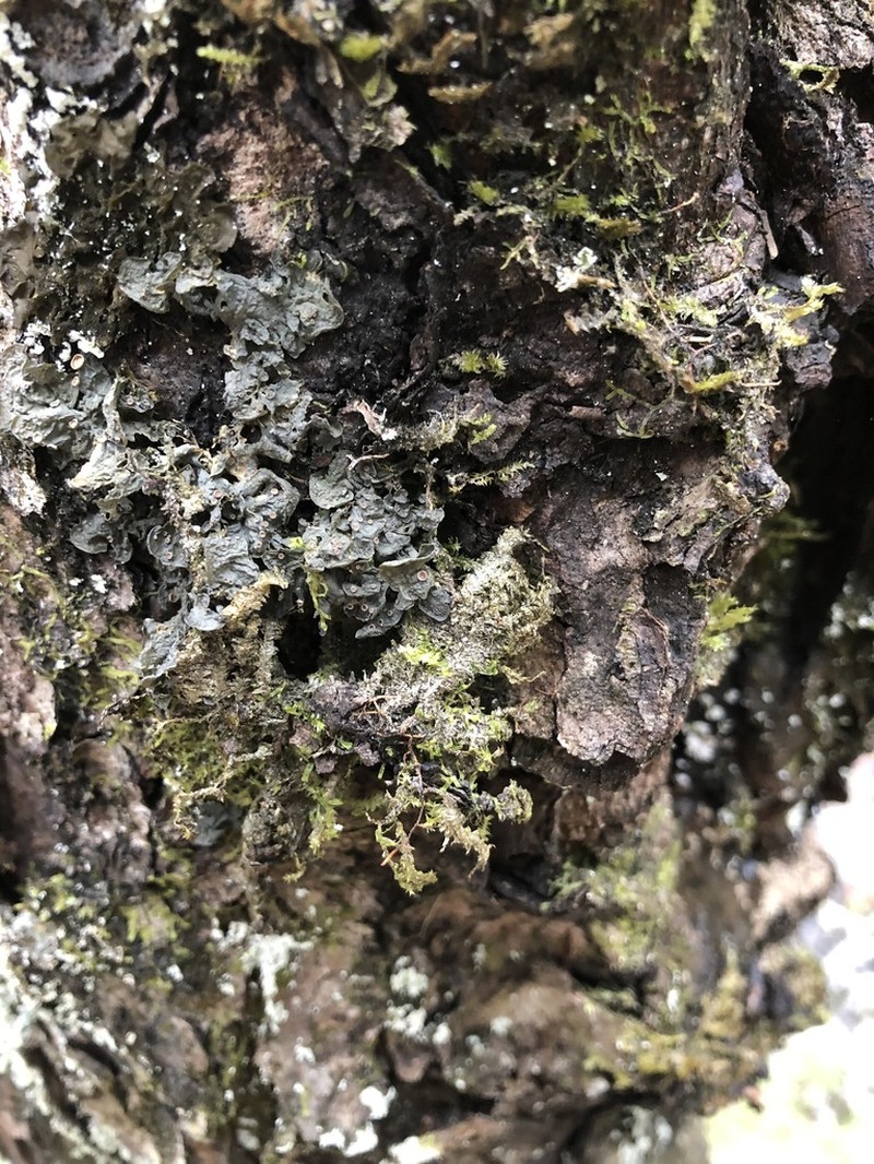 Skin Lichen photo 6