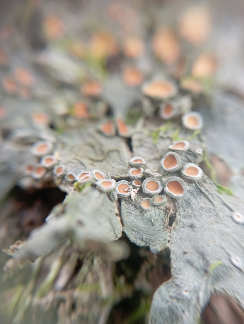 Skin Lichen photo 7