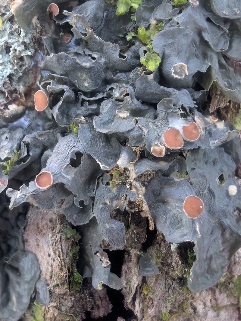 Skin Lichen photo 8