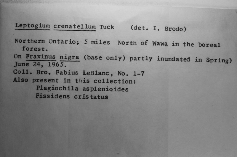 Crenate Skin Lichen