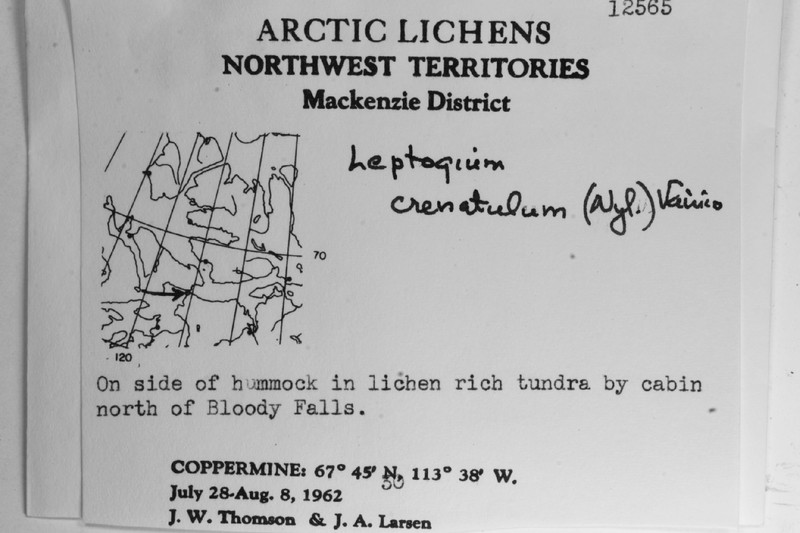 Crenate Skin Lichen photo 3