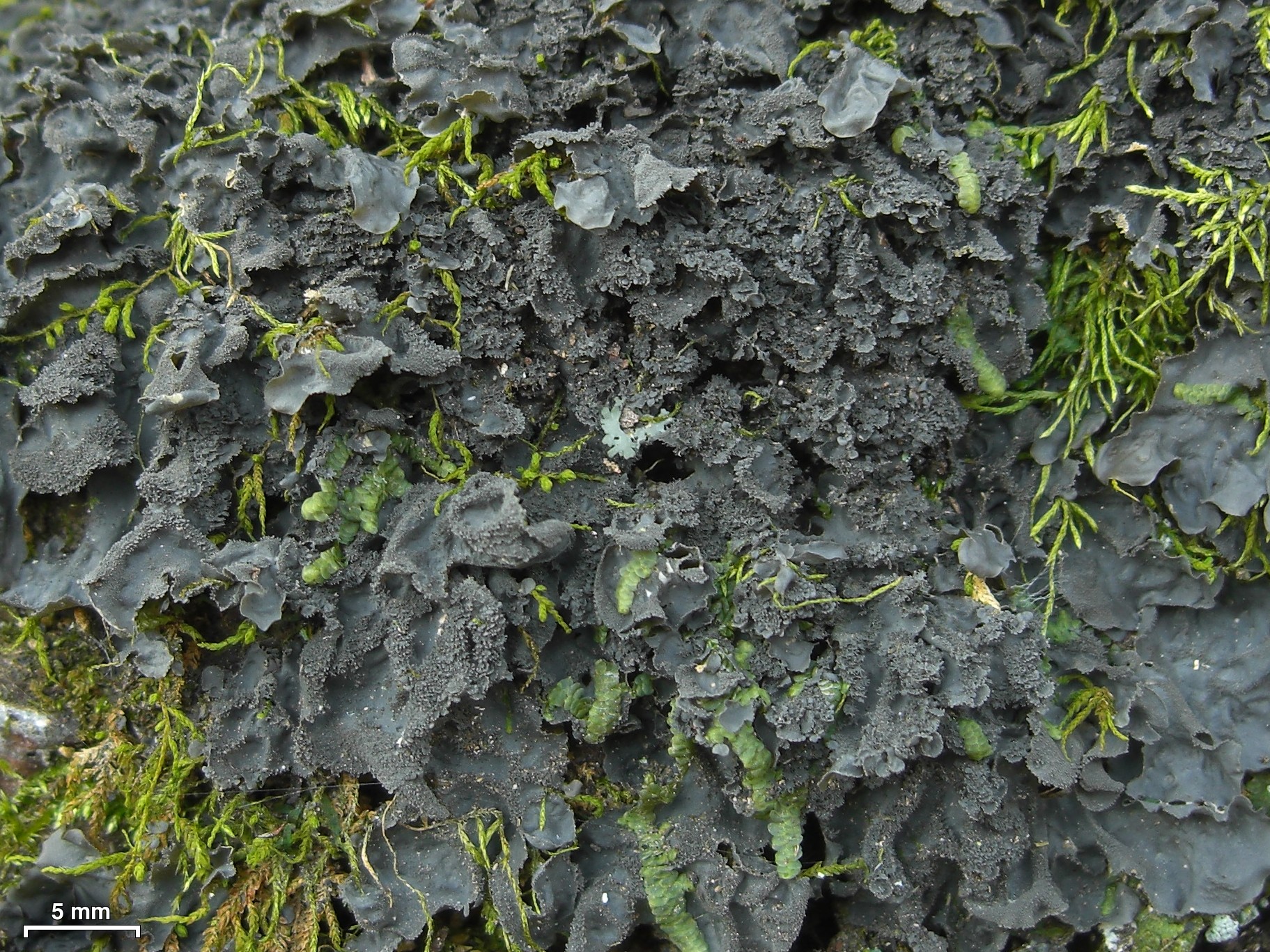 Skin Lichen