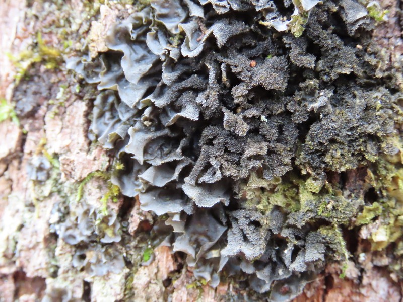 Skin Lichen