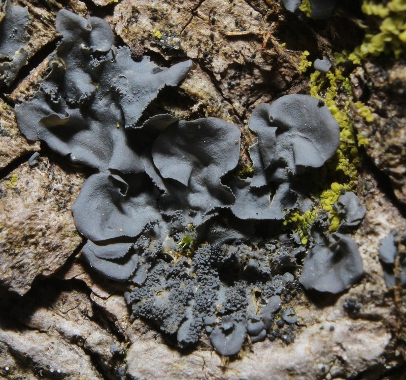 Skin Lichen photo 2
