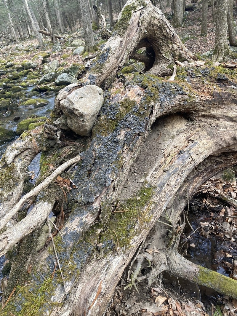 Skin Lichen photo 3