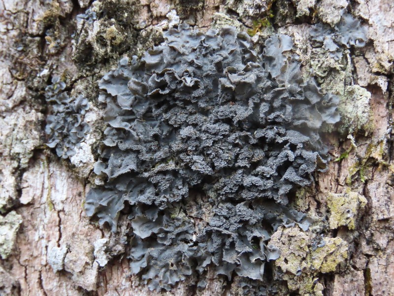 Skin Lichen photo 4