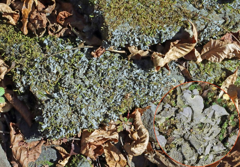 Skin Lichen photo 5