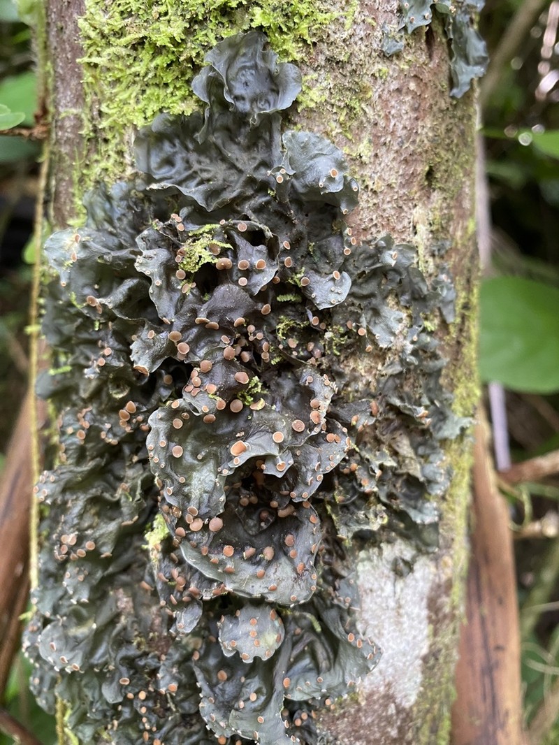Skin Lichen photo 6
