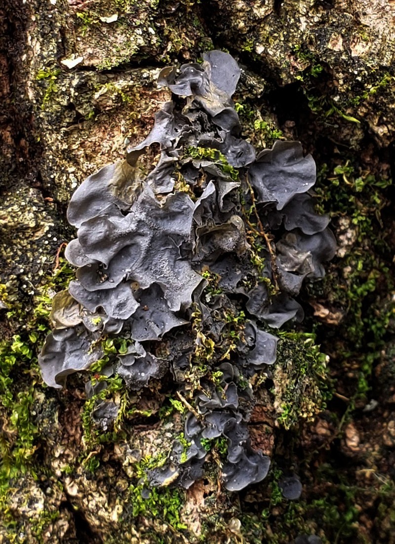 Skin Lichen photo 7