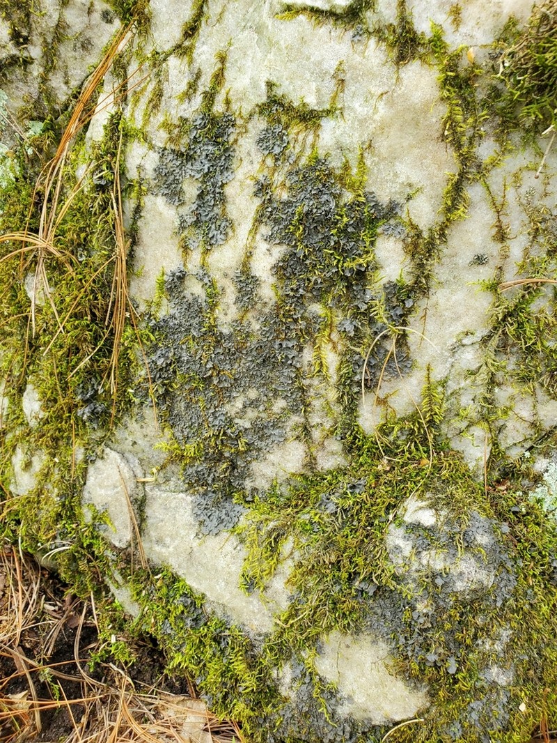 Skin Lichen photo 8