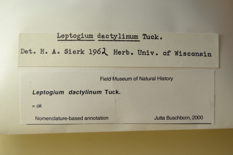 Skin Lichen photo 3