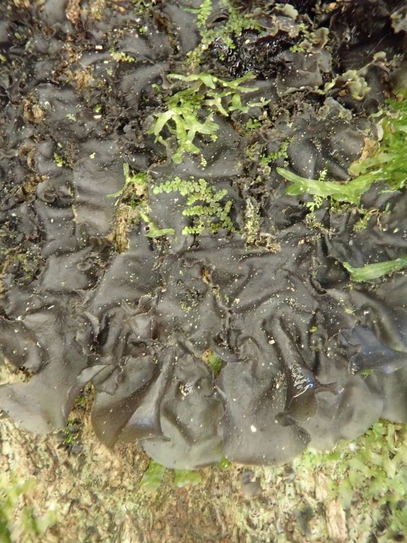 Toothed Skin Lichen