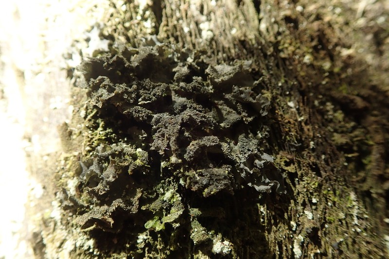 Toothed Skin Lichen photo 3
