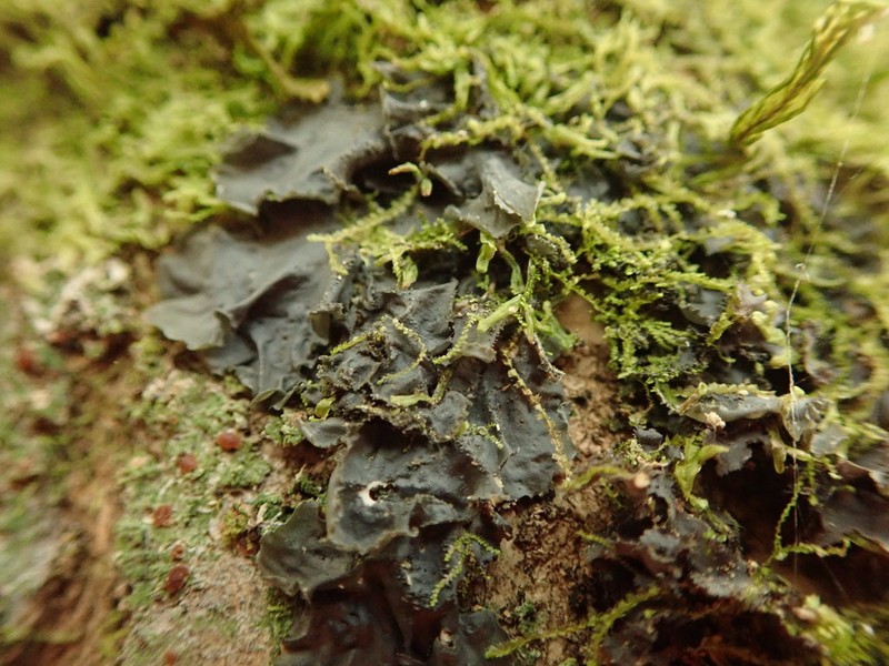 Toothed Skin Lichen photo 5