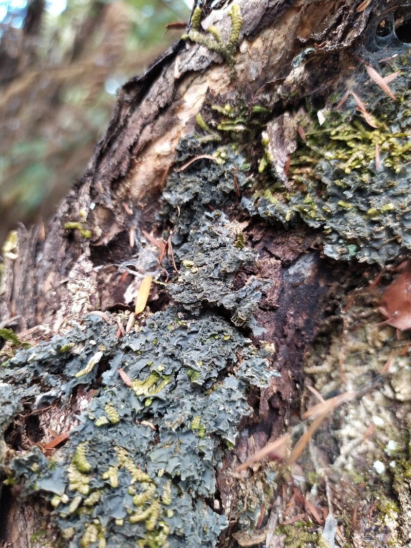 Toothed Skin Lichen photo 6