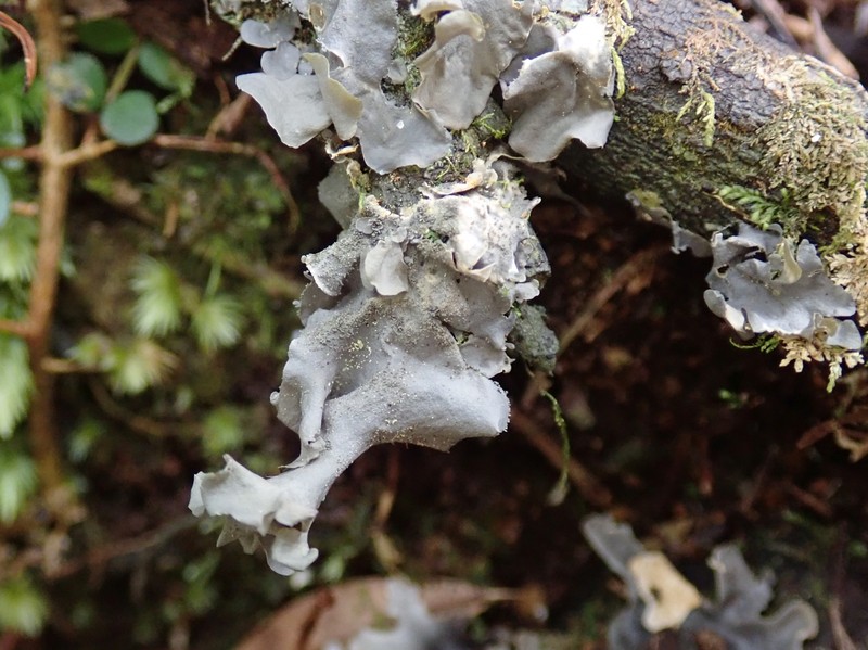 Toothed Skin Lichen photo 8
