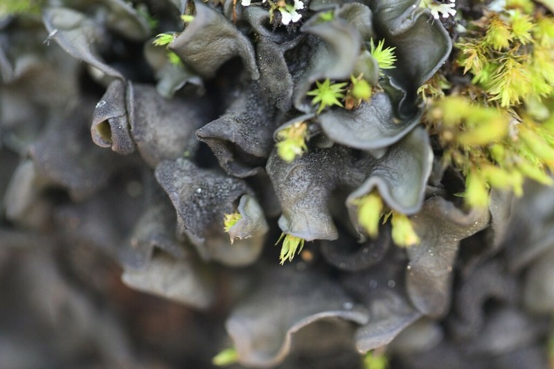 Skin Lichen
