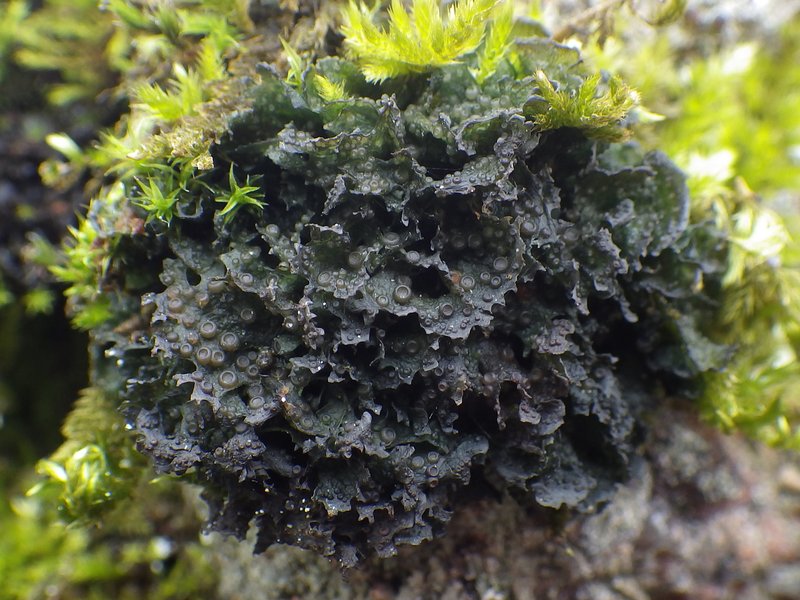 Gelatinous Skin Lichen