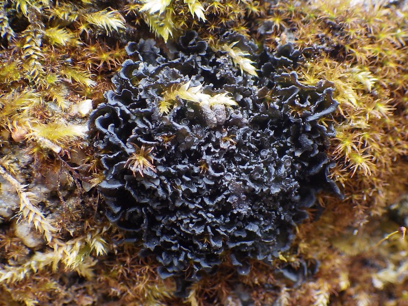 Gelatinous Skin Lichen