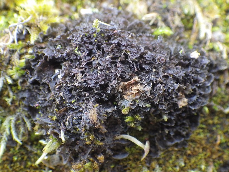 Gelatinous Skin Lichen photo 2