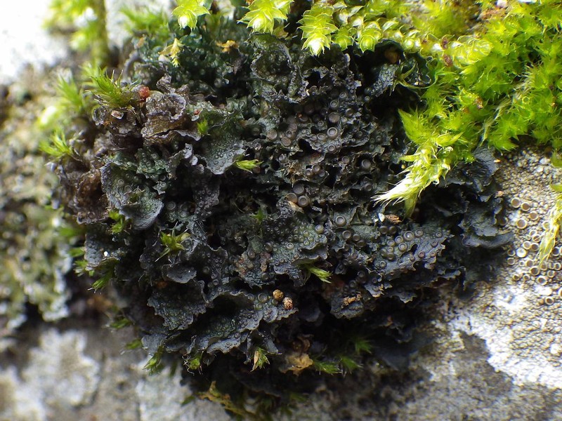 Gelatinous Skin Lichen photo 3