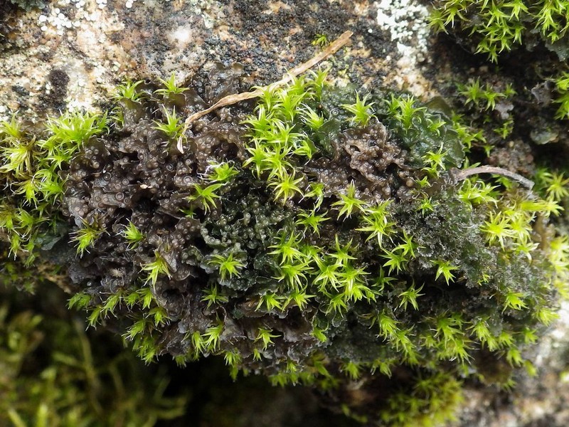 Gelatinous Skin Lichen photo 4