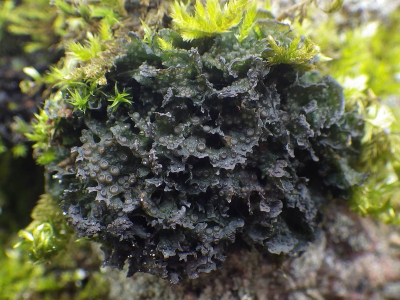Gelatinous Skin Lichen photo 5