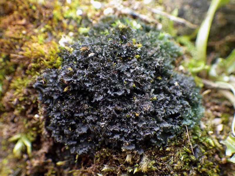 Gelatinous Skin Lichen photo 6