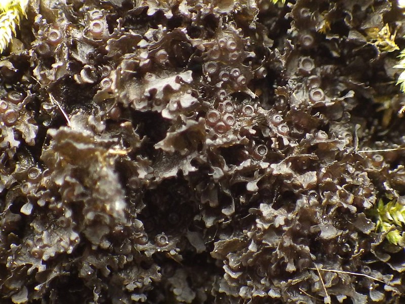 Gelatinous Skin Lichen photo 7