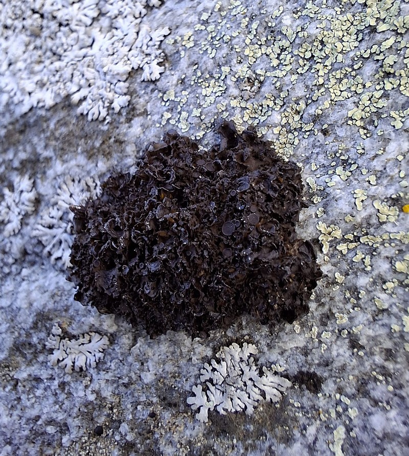 Gelatinous Skin Lichen photo 8