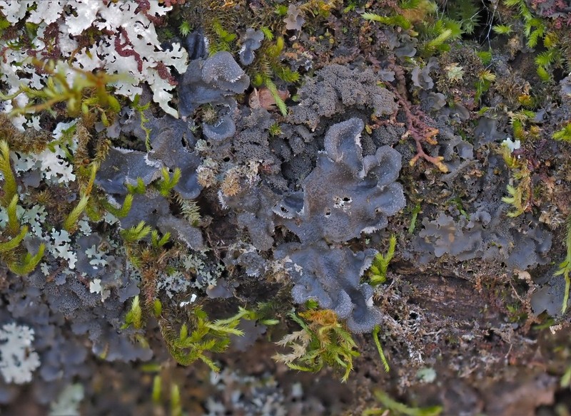 Hairy Skin Lichen