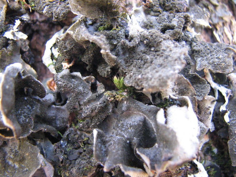 Hairy Skin Lichen photo 2