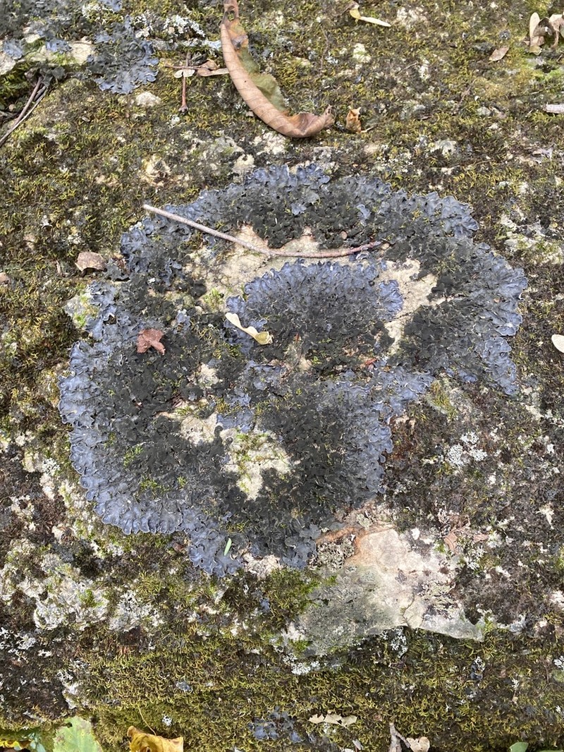 Hairy Skin Lichen photo 3
