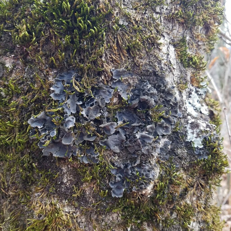 Hairy Skin Lichen photo 4