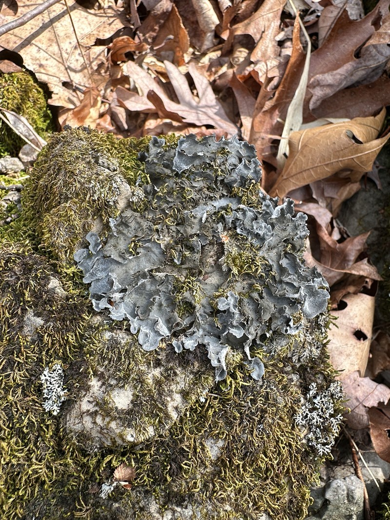 Hairy Skin Lichen photo 5