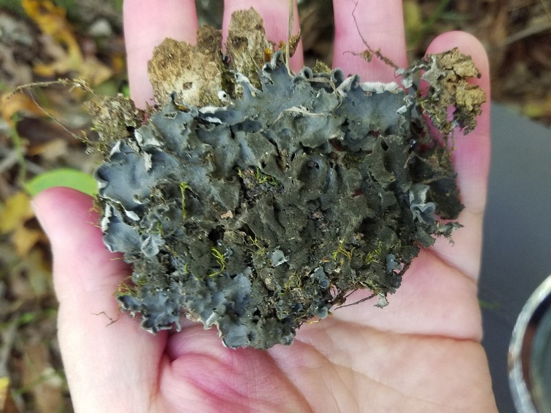 Hairy Skin Lichen photo 6