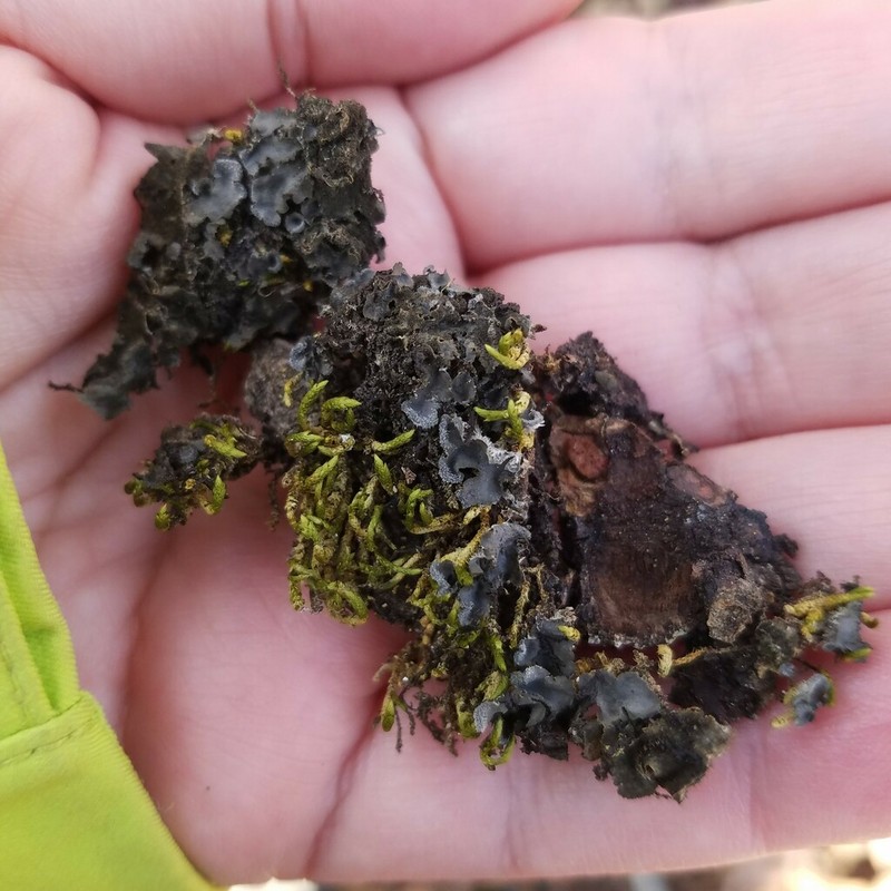 Hairy Skin Lichen photo 7