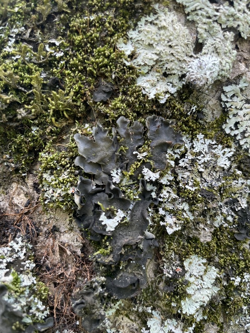 Hairy Skin Lichen photo 8