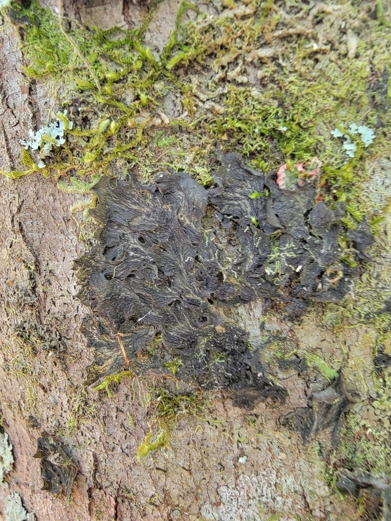 Skin Lichen photo 2