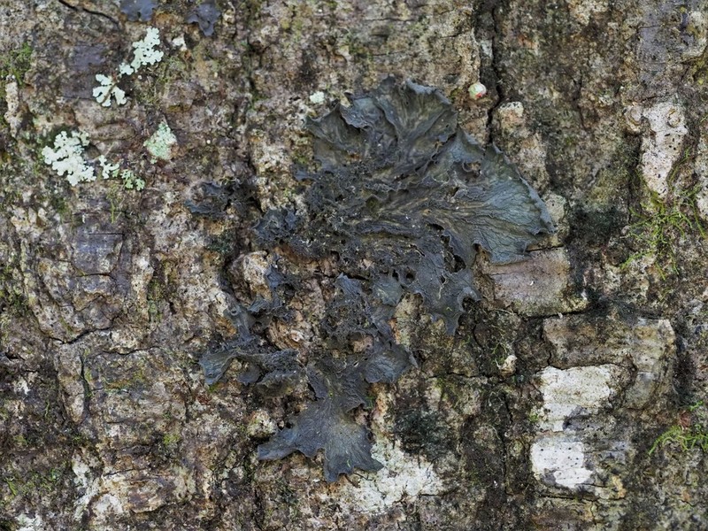 Skin Lichen photo 3