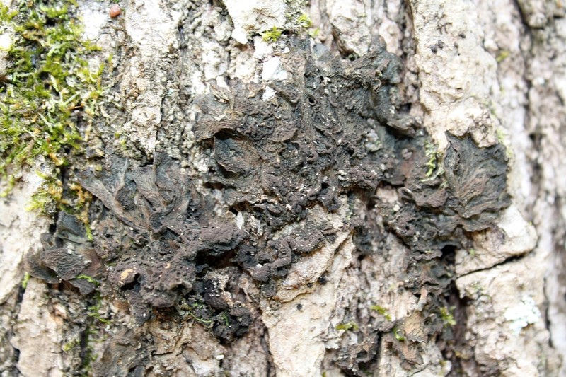 Skin Lichen photo 4