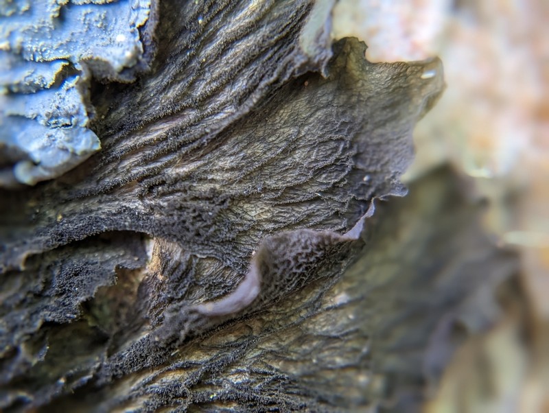 Skin Lichen photo 5